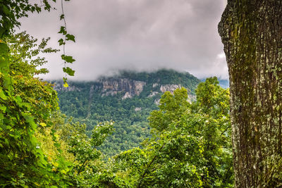 High angle shot of lush foliage against clouds