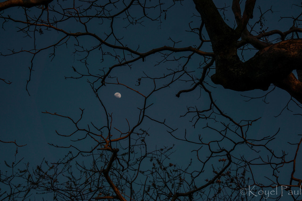 LOW ANGLE VIEW OF TREE AGAINST SKY AT NIGHT