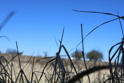 Close-up of grass against clear blue sky