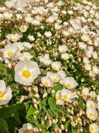 Close-up of white daisy flowers