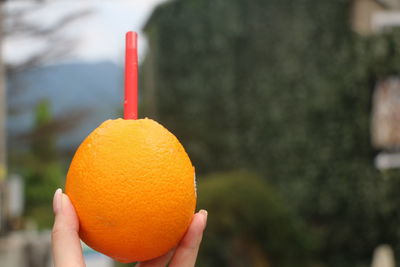 Close-up of orange