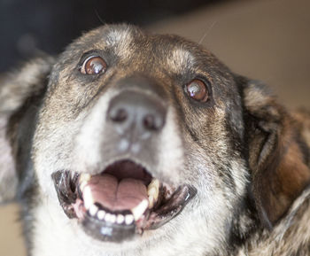 Close-up portrait of dog