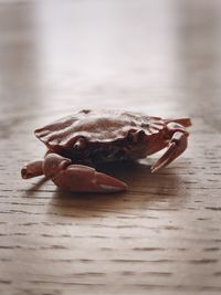 crab