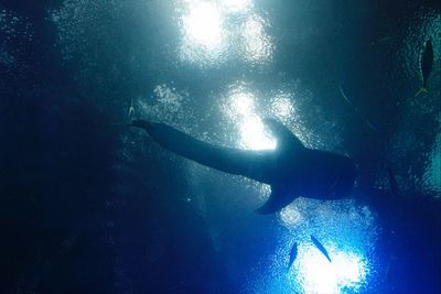 Man swimming in sea