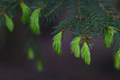 Close-up of fern leaves