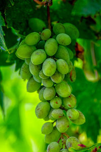 Close-up of grapes growing in vineyard