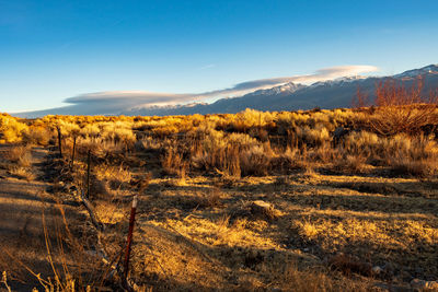 Scenic view of field against sky