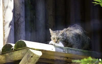 Portrait of cat sitting on wood