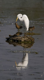 White duck on lake