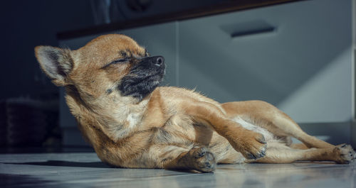 Close-up of a dog looking away