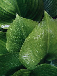 High angle view of water drops on leaves