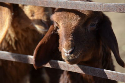 Close-up of lamb in pen