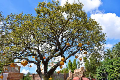 Low angle view of flowering tree by building against sky