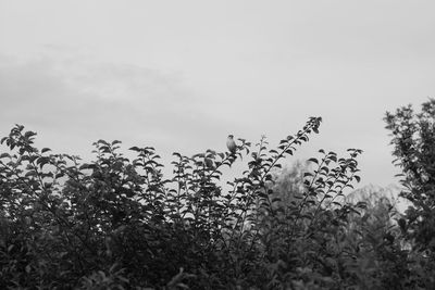 Low angle view of trees on field against sky