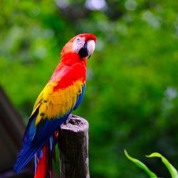 Close-up of parrot perching on wooden post