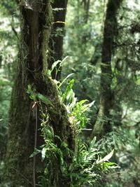 Trees in forest