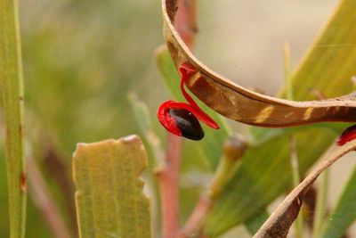 Close-up of red flower