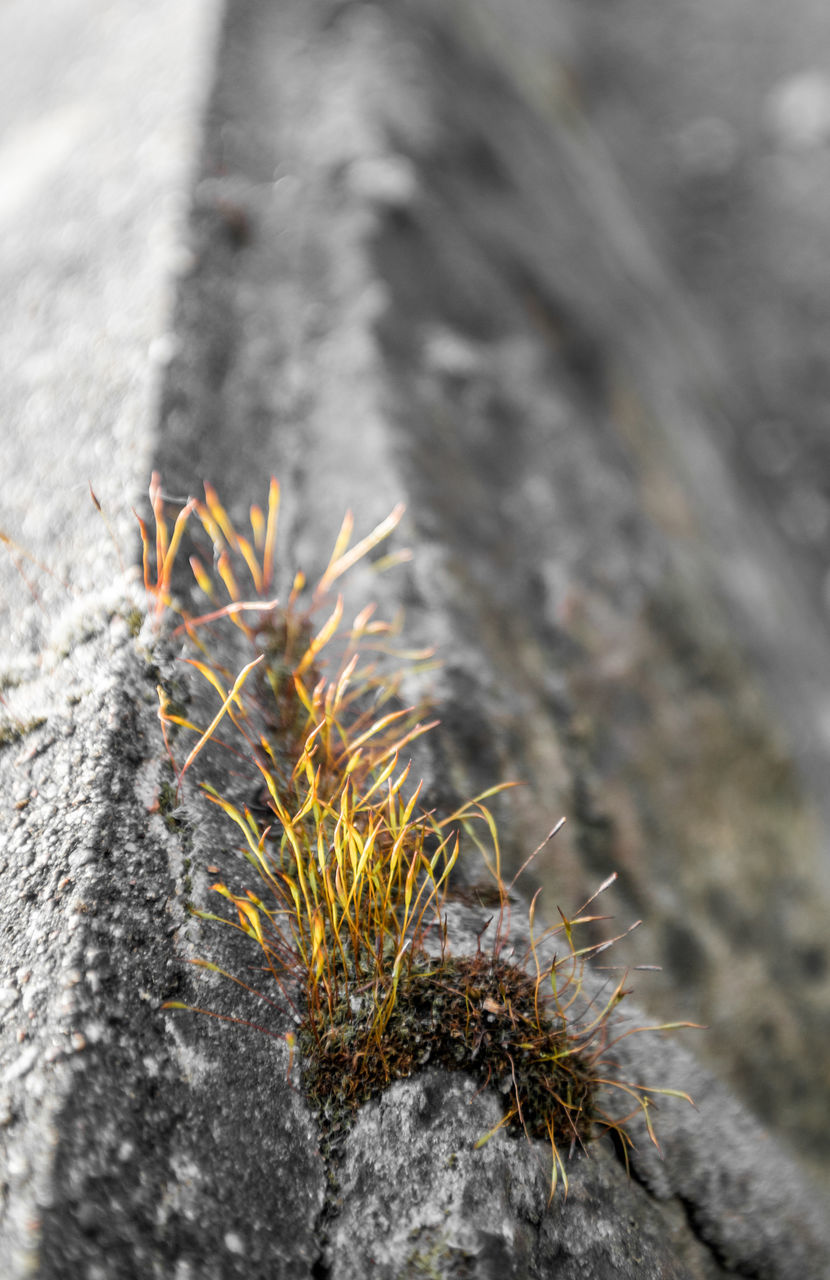 CLOSE-UP OF PLANTS GROWING ON ROCK