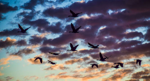 Low angle view of birds flying in sky