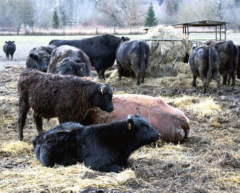 Sheep grazing on field