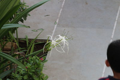Close-up of flowers growing on road