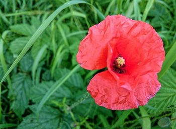 Close-up of red flower