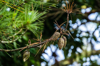 Low angle view of a pine tree