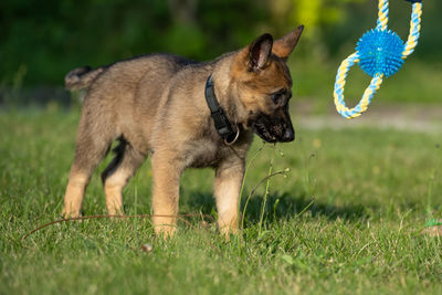 Portrait of a dog on field