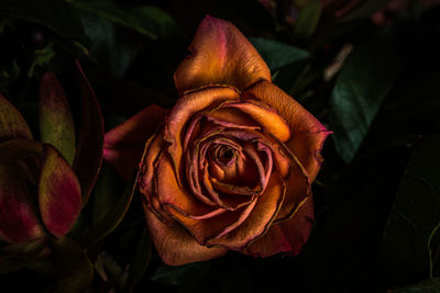 Directly above shot of wilted orange rose