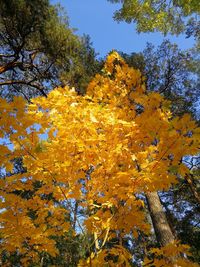 Low angle view of autumnal trees against sky