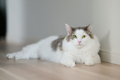 Portrait of white cat