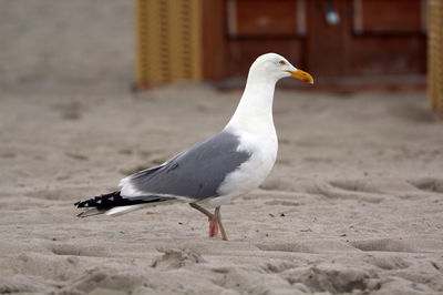 Close-up of seagull on sand