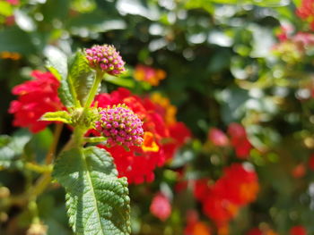 Close-up of red rose blooming outdoors