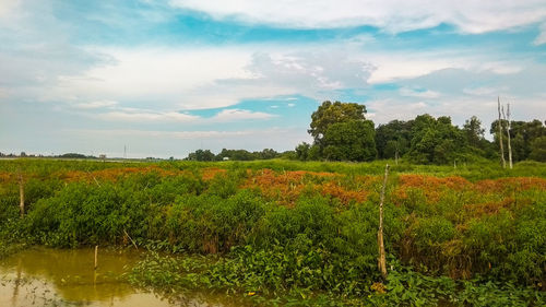 Scenic view of field against sky