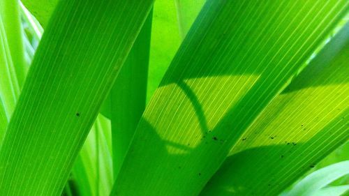 Close-up of palm leaves