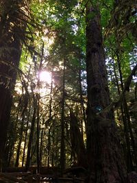 Low angle view of trees in forest