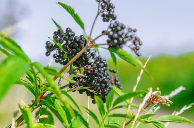 Bunch of black elderberries with green leaves. blue sky background. sunbeams.