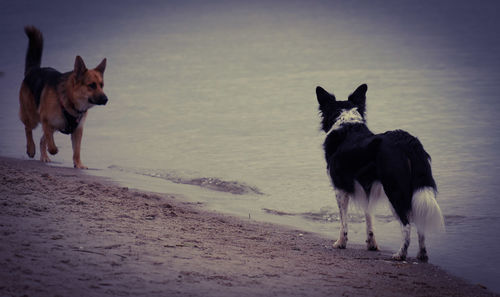Dog standing on beach
