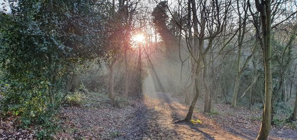 Sunlight streaming through trees in forest