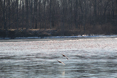 View of birds flying over lake during winter