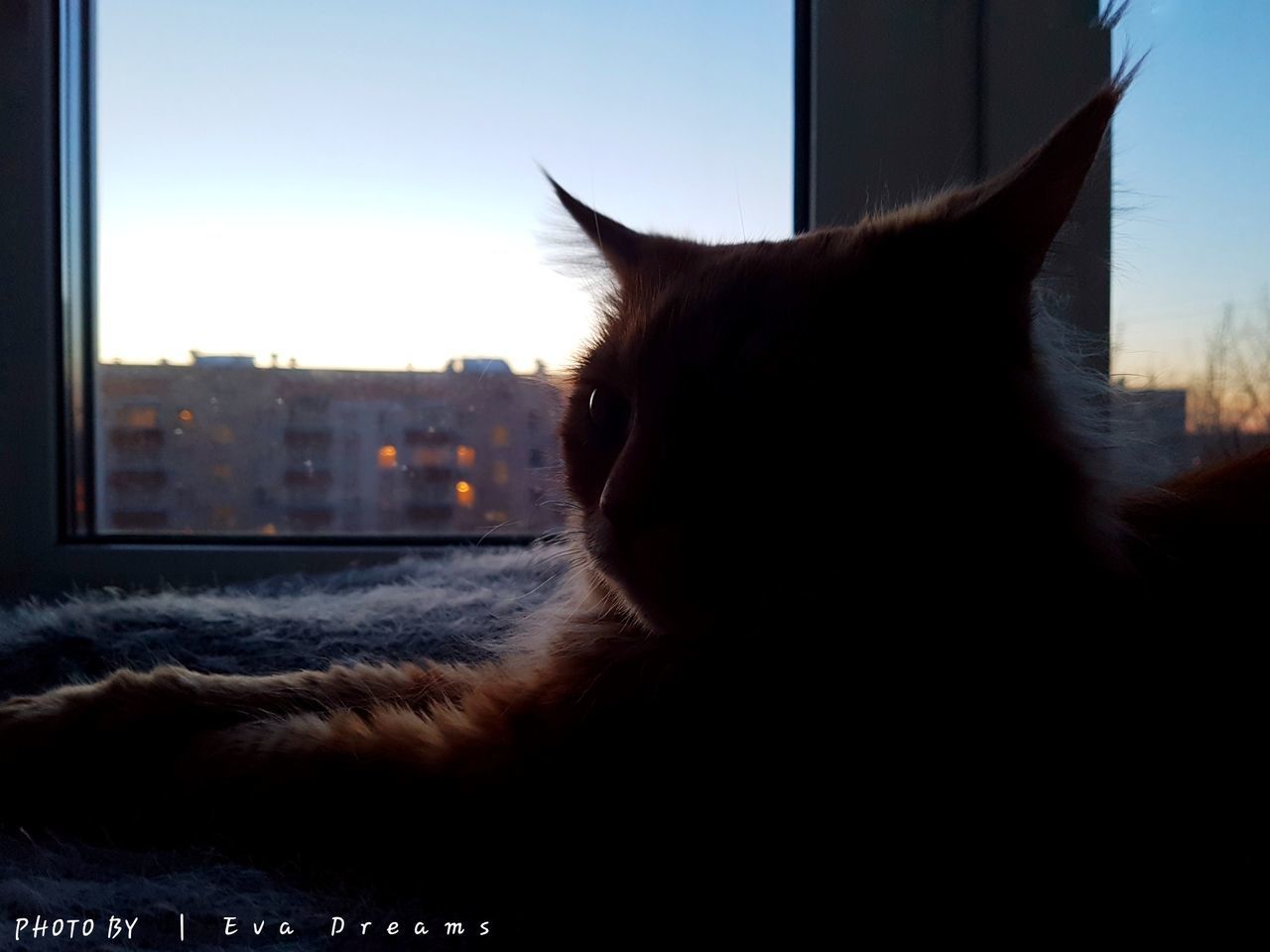 CLOSE-UP OF CAT LOOKING THROUGH WINDOW AT CITYSCAPE