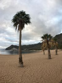 Palm trees on beach against sky