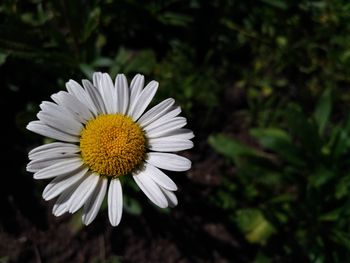 Close-up of fresh yellow flower blooming in park