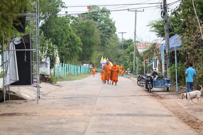 Horses on street in city