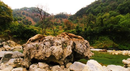Rocks by trees in forest