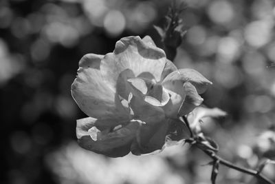 Close-up of rose plant