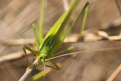 Close-up of insect on leaf