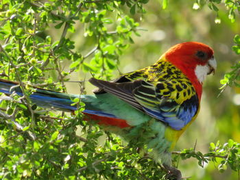 Close-up of parrot perching on branch, australia