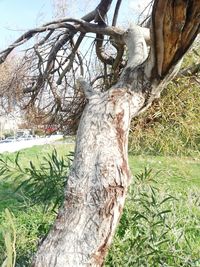 Statue of tree trunk in park