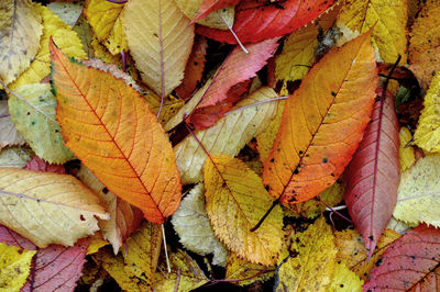 Close-up of autumn leaves